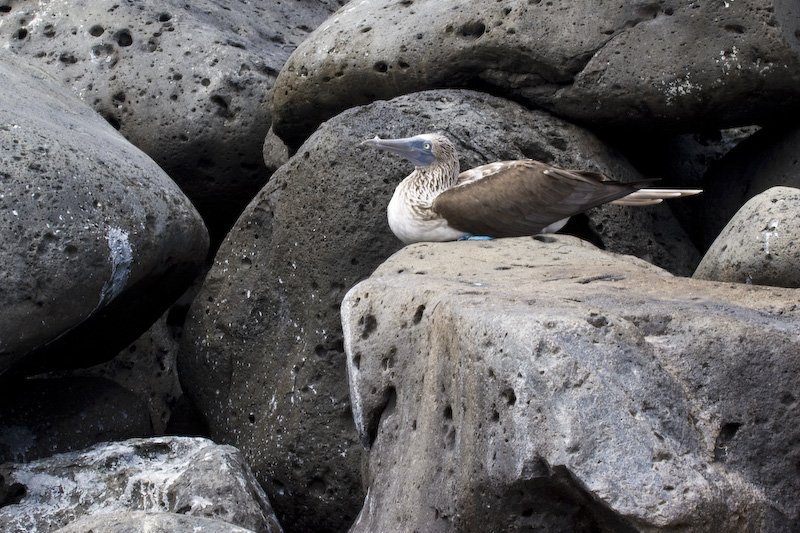 Blue-Footed Booby